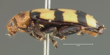 Media type: image; Entomology 18767   Aspect: habitus lateral view